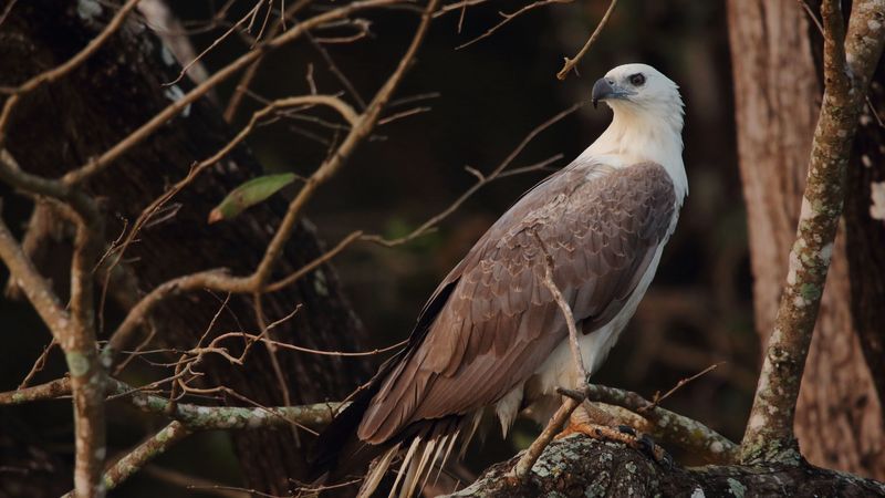 bird, eagle, feathers, beak, predator, 4k