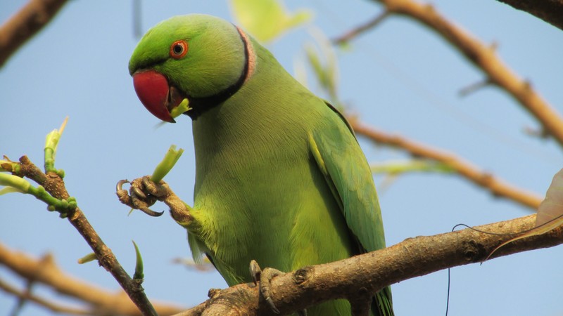 Indian ring parakeet, Australia, Great Britain, United States, tourism, green, bird, branch, nature