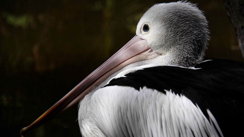 Australian pelican, New Guinea, close-up, white, gray, bird, animal, nature, tourism