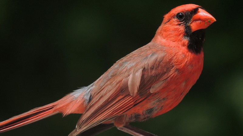 Northern Cardinal, Columbia, red, bird, animal, tourism, black background, nature