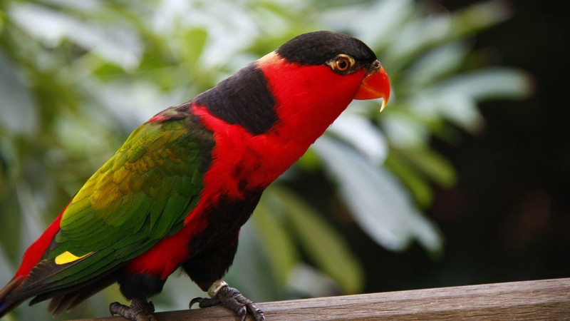 Parrot, Jurong Bird Park, tourism, bird, animal, nature, red, green