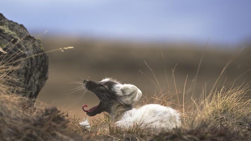Arctic fox, West Greenland, animal, nature, grey, brown, white, rest, tourism