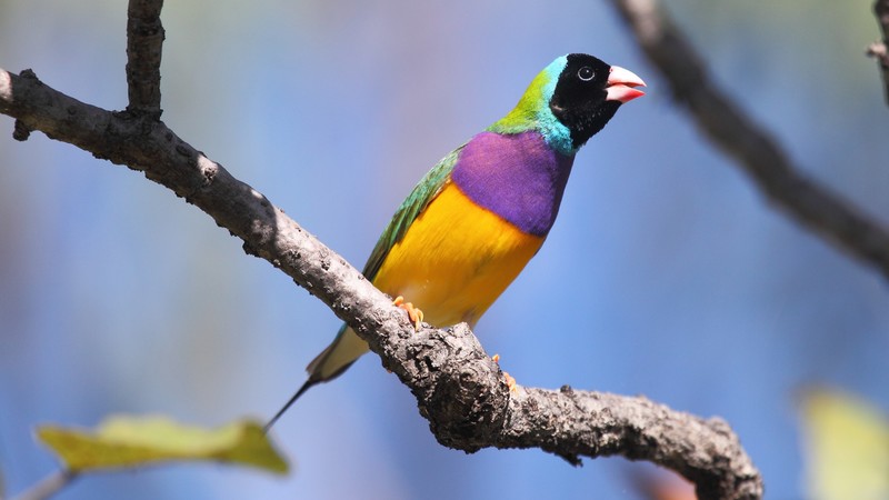 Gouldian finch, bird, Australia, colorful, branch, sky, blue, yellow, nature, animal