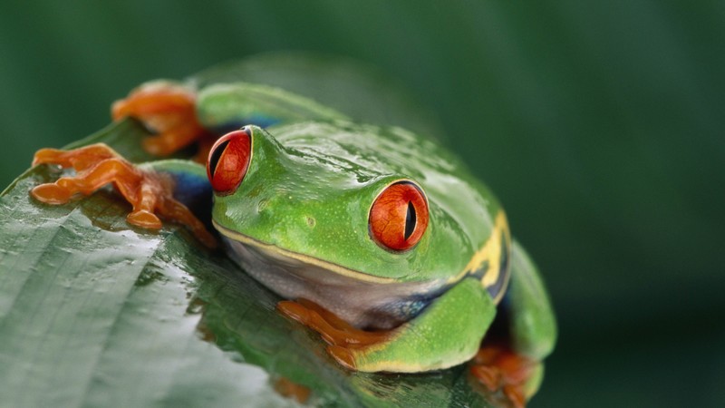 Tree frog, Costa Rica, green, orange, tropical, exotic, travel, tourism, frog, poison
