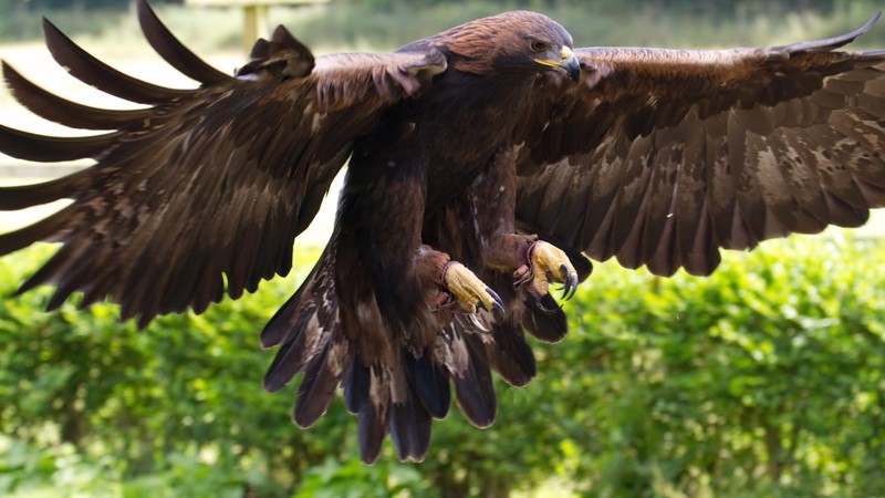 Golden Eagle, Mexico, bird, animal, nature, wings, brown, green grass, tourism