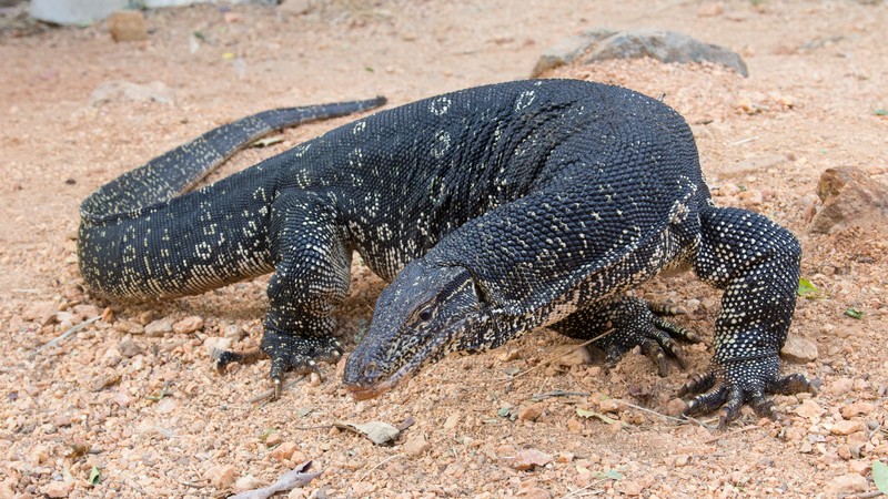 Comodo Dragon, Varanus salvator, South Asia, lizard, nature, animal, tourism, black