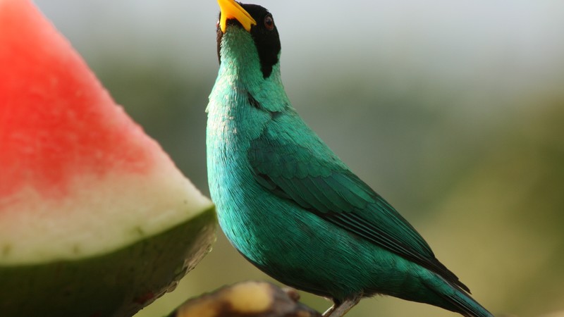 Green Honeycreeper, bird, emerald, watermelon, blur, nature, animal
