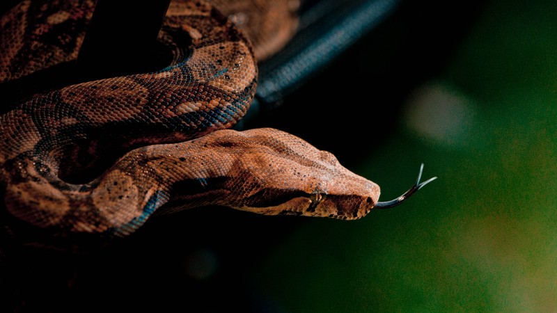 Snake, close-up, grey, brown, skin, animal, reptiles, green, nature