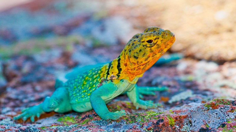 Crotaphytus collaris, Mexico, Lizard, colorful, stone, nature, tourism