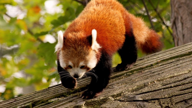 Red Panda, animal, nature, branch, green, fur, wild