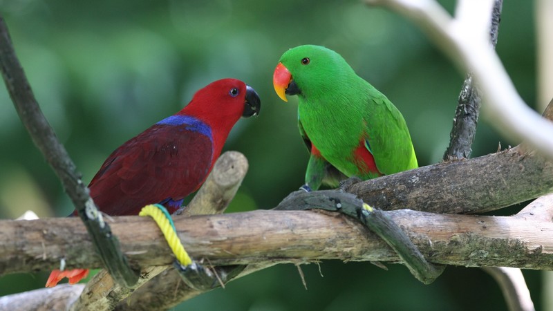 Amazon parrot, Antilles island, bird, green, red, nature, tourism, branch, animal