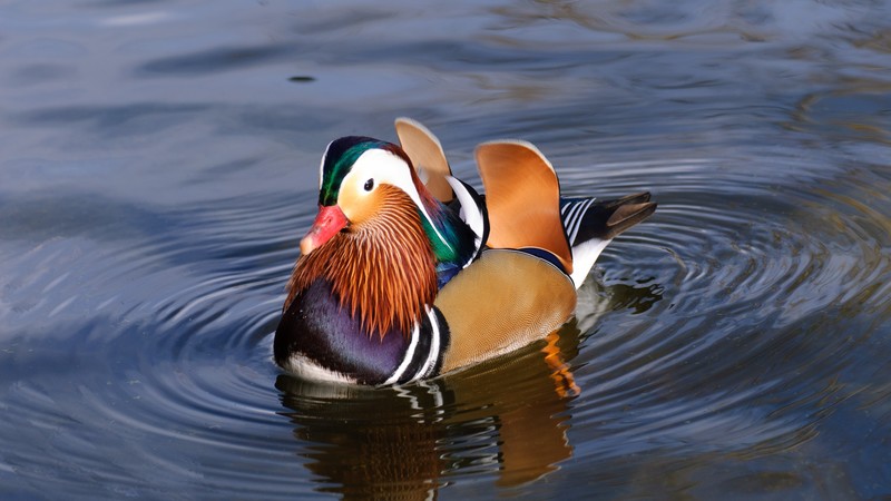 mandarin duck, china, water, lake, tourism, animal, bird