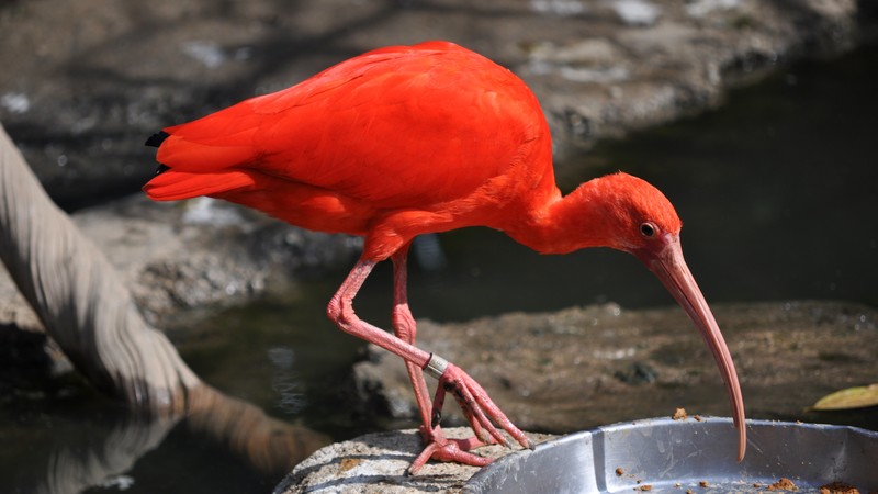 Weird Red Bird, nature, bird, animal, zoo, tourism, pond