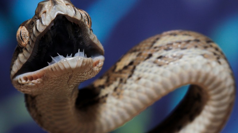Coastal carpet python, Australia, teeth, tourism, eyes, angry, attack, animal, reptile, blue, grey, brown, snake