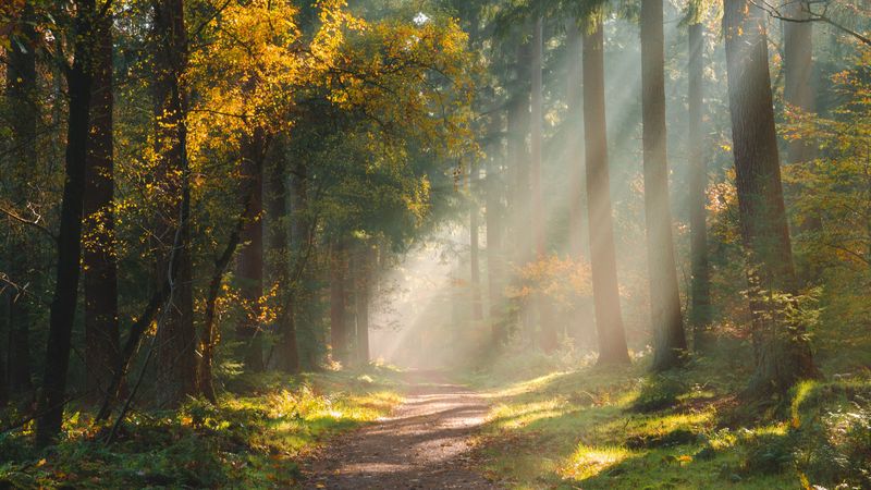 forest, path, sunlight, trees, 4k