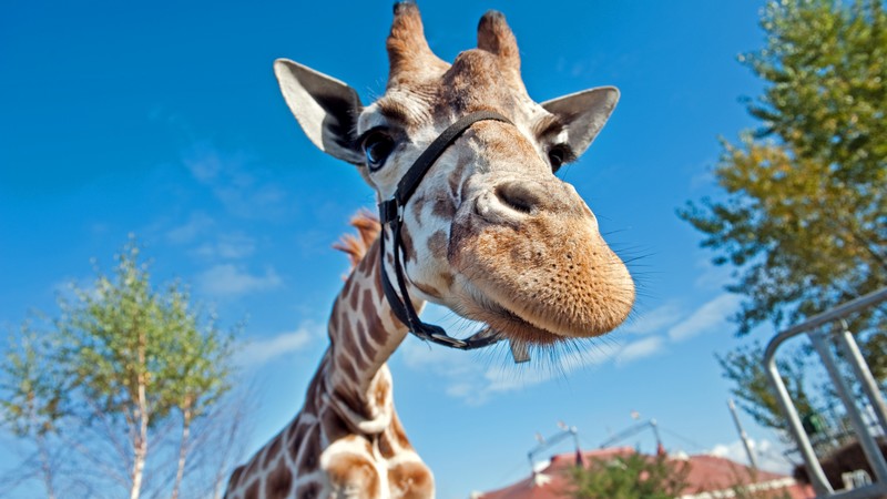 Giraffe, Berolina Circus, Berlin, Germany, blue sky, circus, funny, close-up, tourism