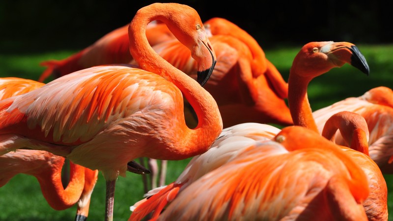 Flamingo, Sun Diego, zoo, bird, red, plumage, tourism, green grass, tourism