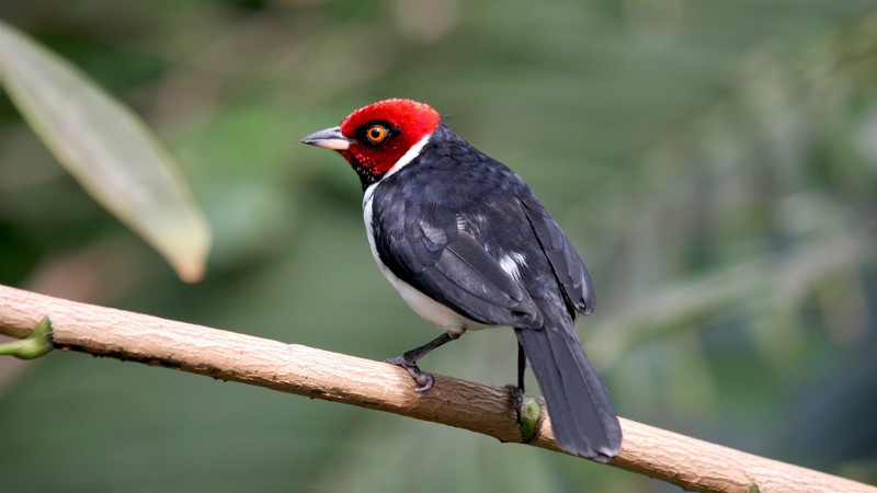Paroaria gularis, South America, Red capped Cardinal, bird, eyes, nature, green, tourism