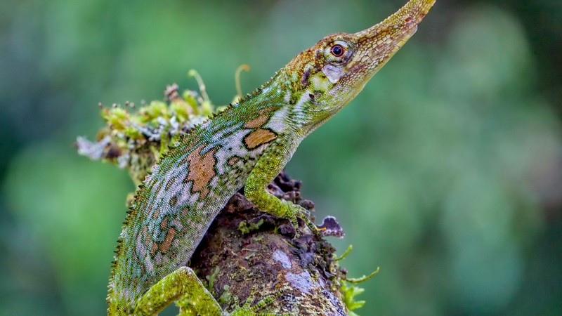 Pinocchio lizard, Ecuador, green, nature, animal, reptiles, tourism