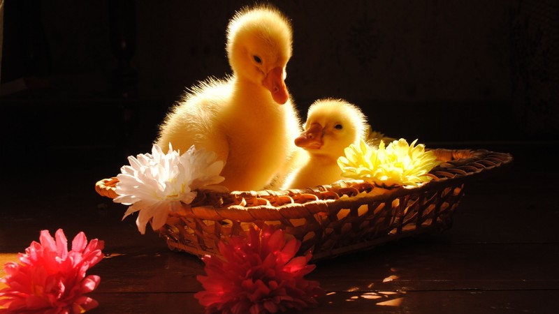 Ducklings, yellow, basket, flowers, sunny day, table, cute, animal, pet