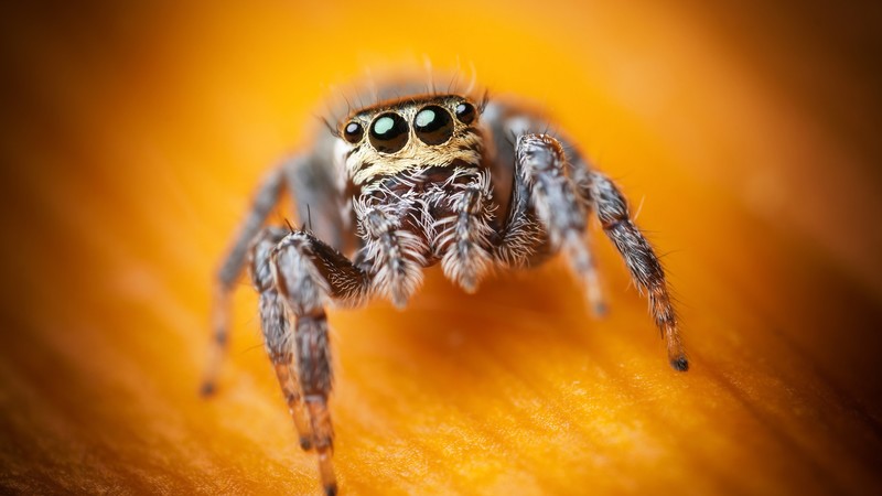 Jumping Spider, macro, black, eyes, yellow, insects, arachnid, cute