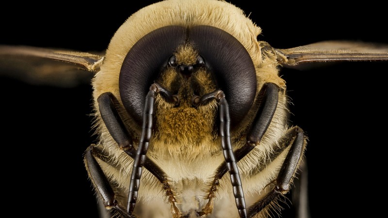 Bee, wasps, bumblebee, macro, insect, eyes, wings, black background