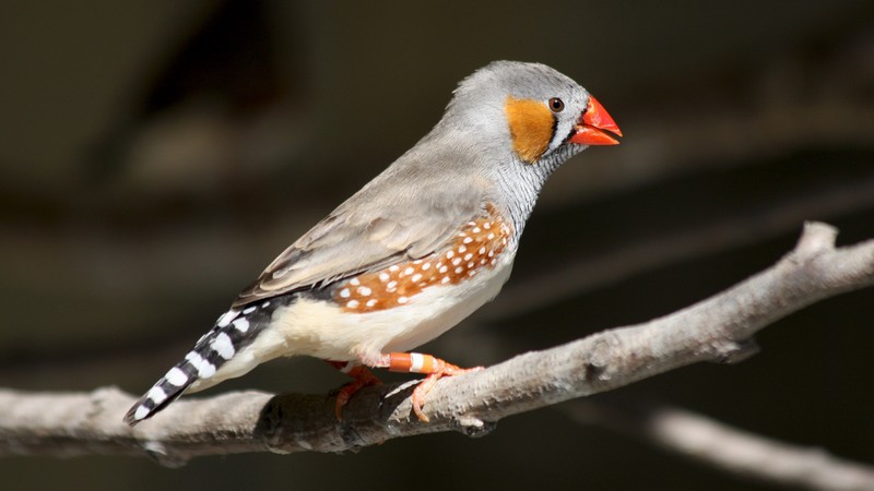Taeniopygia guttata, Australia, Grey cockatiel bird, yellow face, orange cheek patch, bird, nature, tourism