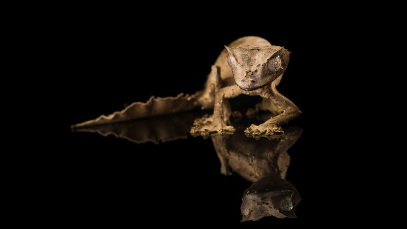 Tiger Gecko, reflection, black background, reptile, eyes, gray
