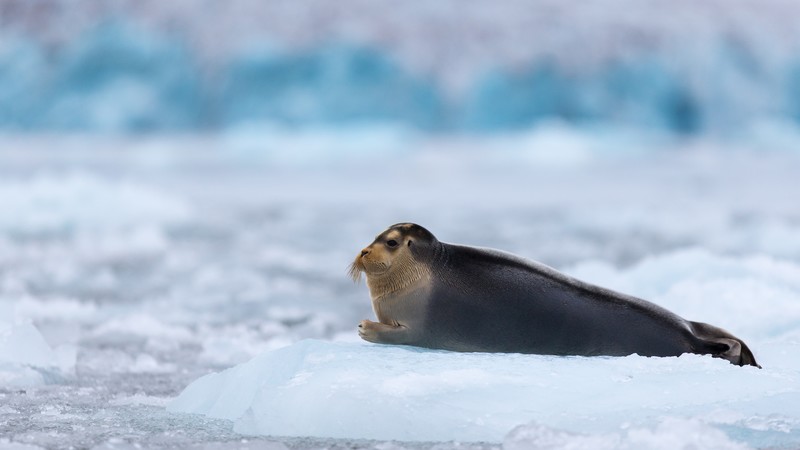 Bearded Seal, Arctic, Pacific, Ocean, Hudson Bay, ice, blue, white, water, tourism
