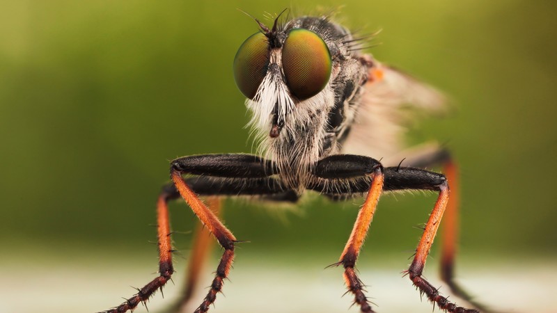 Fly, insects, macro, green, orange,