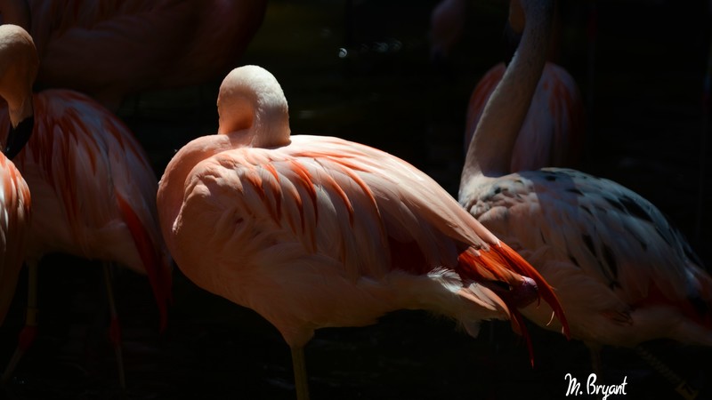 Flamingo, Sun Diego, zoo, bird, red, plumage, tourism, pond