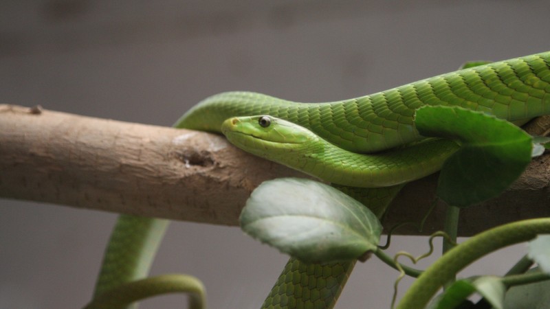 Green mamba, snake, leaves, New Orlean, LA, USA, zoo, travel, tourism, tree