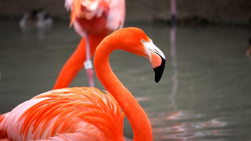 Flamingo, Sun Diego, zoo, bird, red, plumage, tourism, pond
