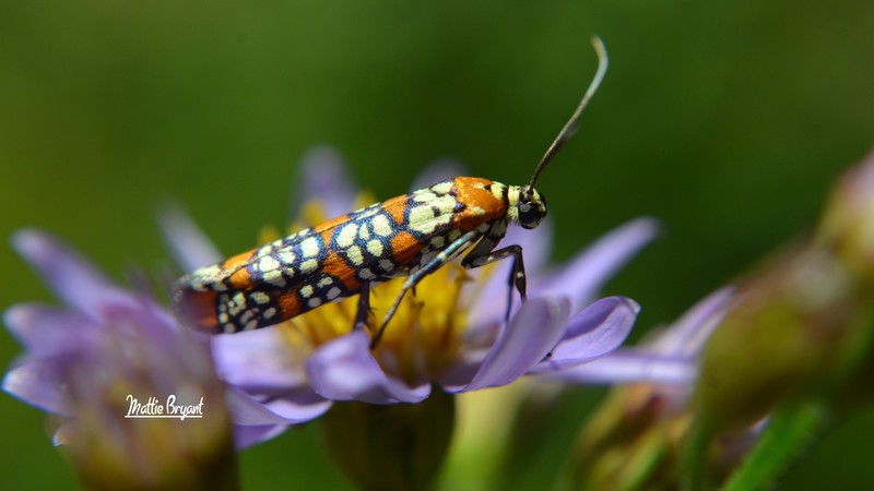 Moth, Butterfly, flower, insects, macro, blossoms, orange, green