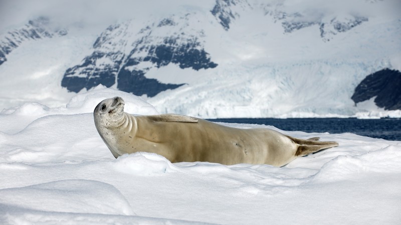 Crabeater seal, sea calf, Antarctica, snow, sunny day, animal, smile