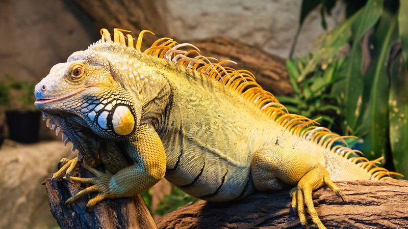 Iguana, Green Iguana, San Diego, USA, zoo, reptile, tourism