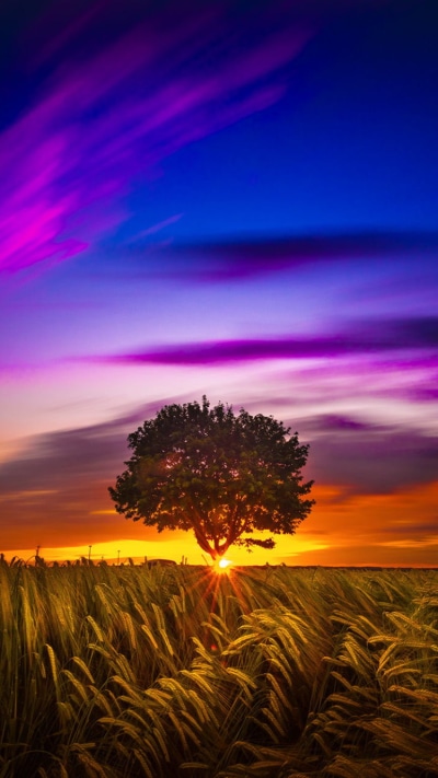 Earth Sunset, Landscape, Cloud, Nature, Lonely Tree, Field, 750x1334