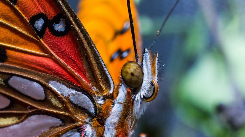 Butterfly, colorful, macro, insects, red, wings, eyes