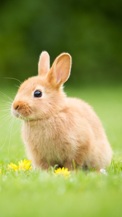 Animal Rabbit, Baby Animal, 750x1334