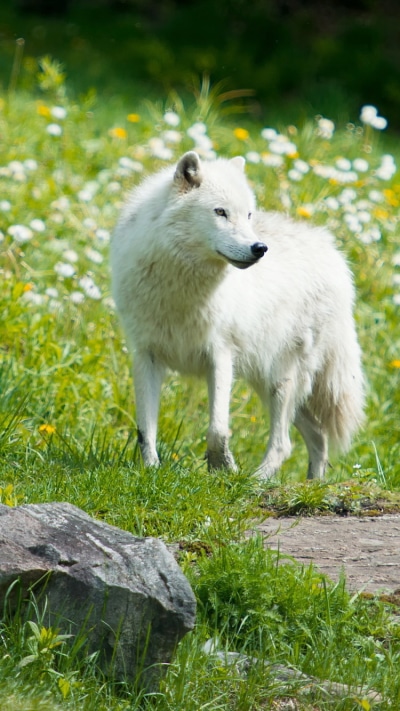 Animal Wolf, 750x1334