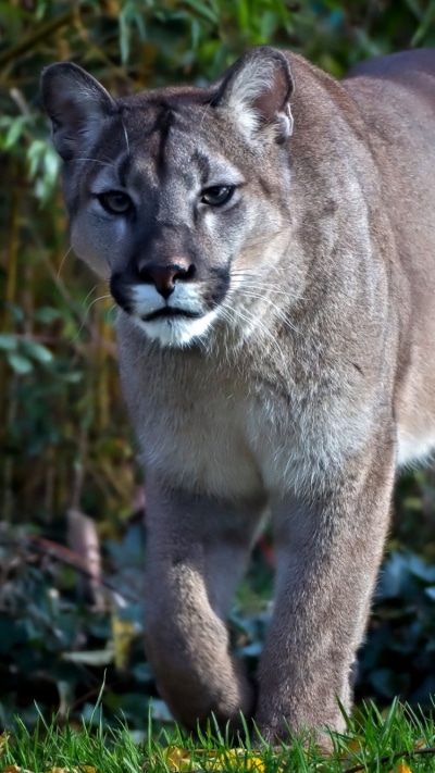 Animal Cougar, 750x1334