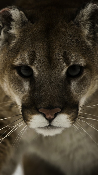 Animal Cougar, 750x1334