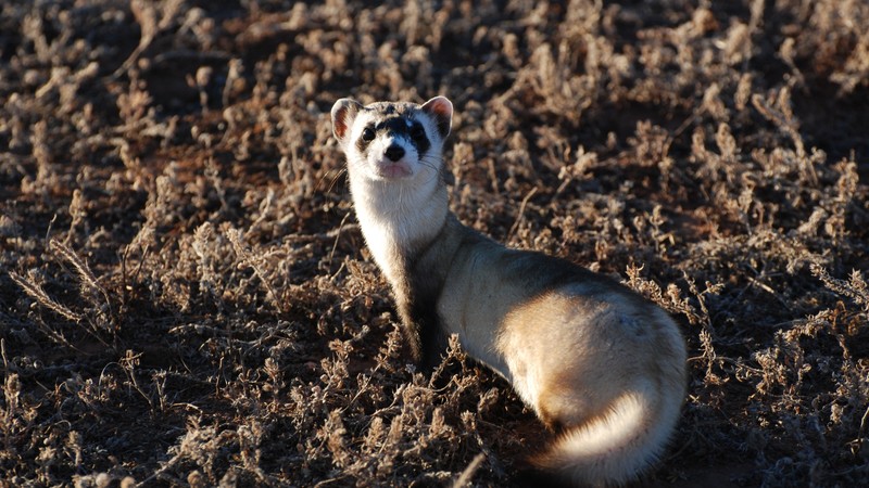 ferret, look, sunny day, soft fur, animal