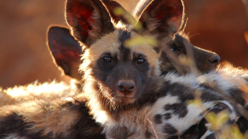 Wild dog, look, eyes, predator, fur, nature, animal
