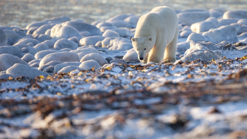Bear, Polar Bear, Canada, shore, coast, white bear, sea, water, ocean, walk, sunny day
