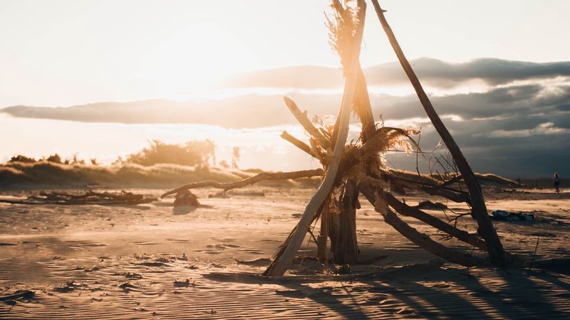 beach, branches, sunset, sunlight, 4k