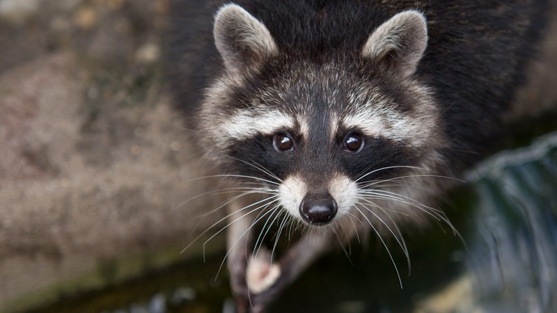 raccoon, eyes, look, fur, close-up, nature, animal