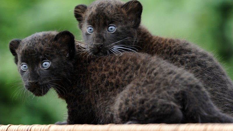 Panther, Cub, Cats, Kittens, black cat, fur, blue eyes, nature