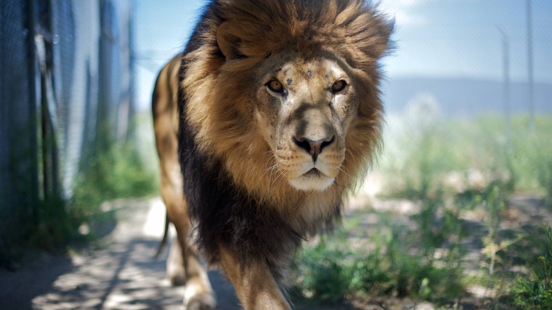 Lion, mane, step, nature, king of beasts, look, wild