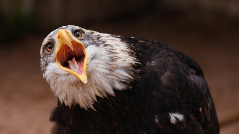 Eagle, bird, feathers, shout, eyes, nature